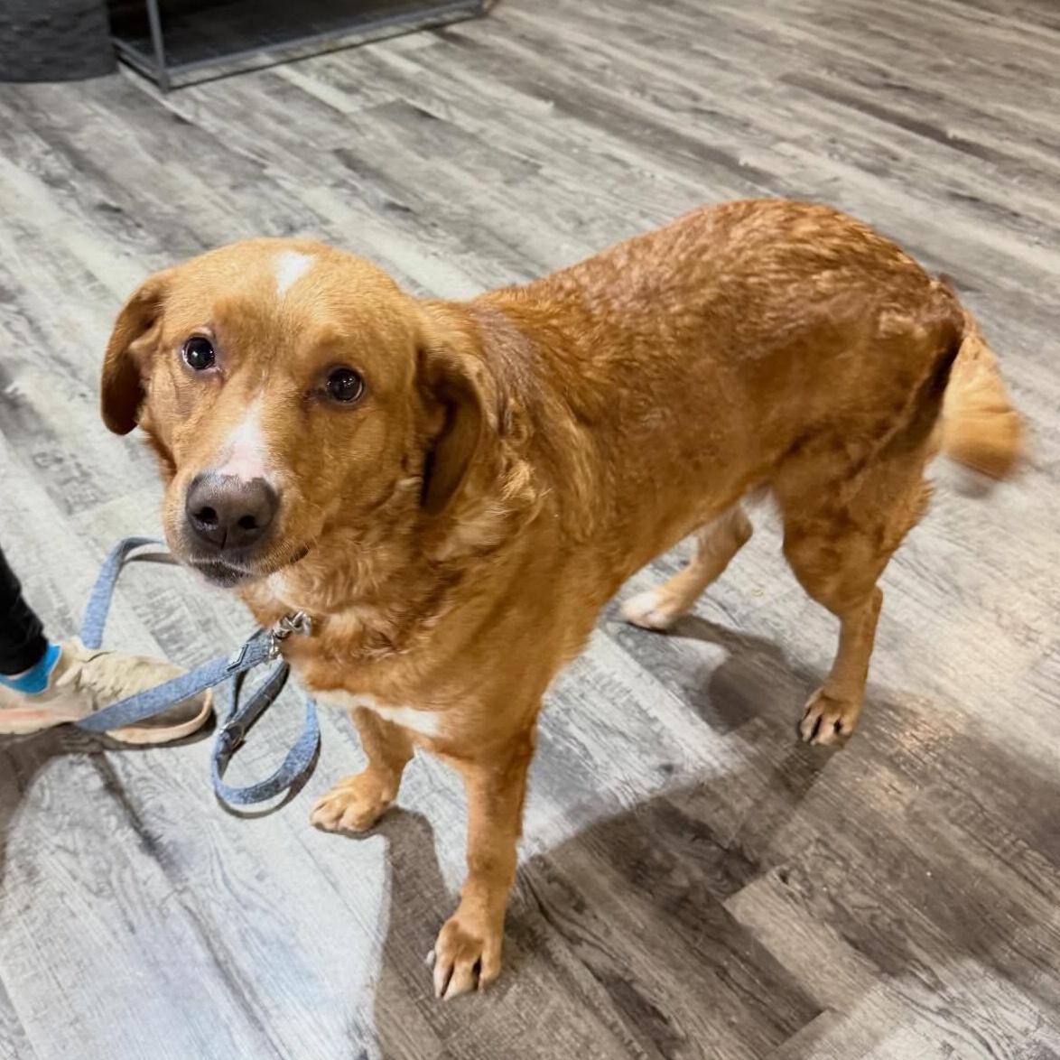 Enlarge Timber, a ADOPTABLE mixed breed in Alma, MI image 1/1