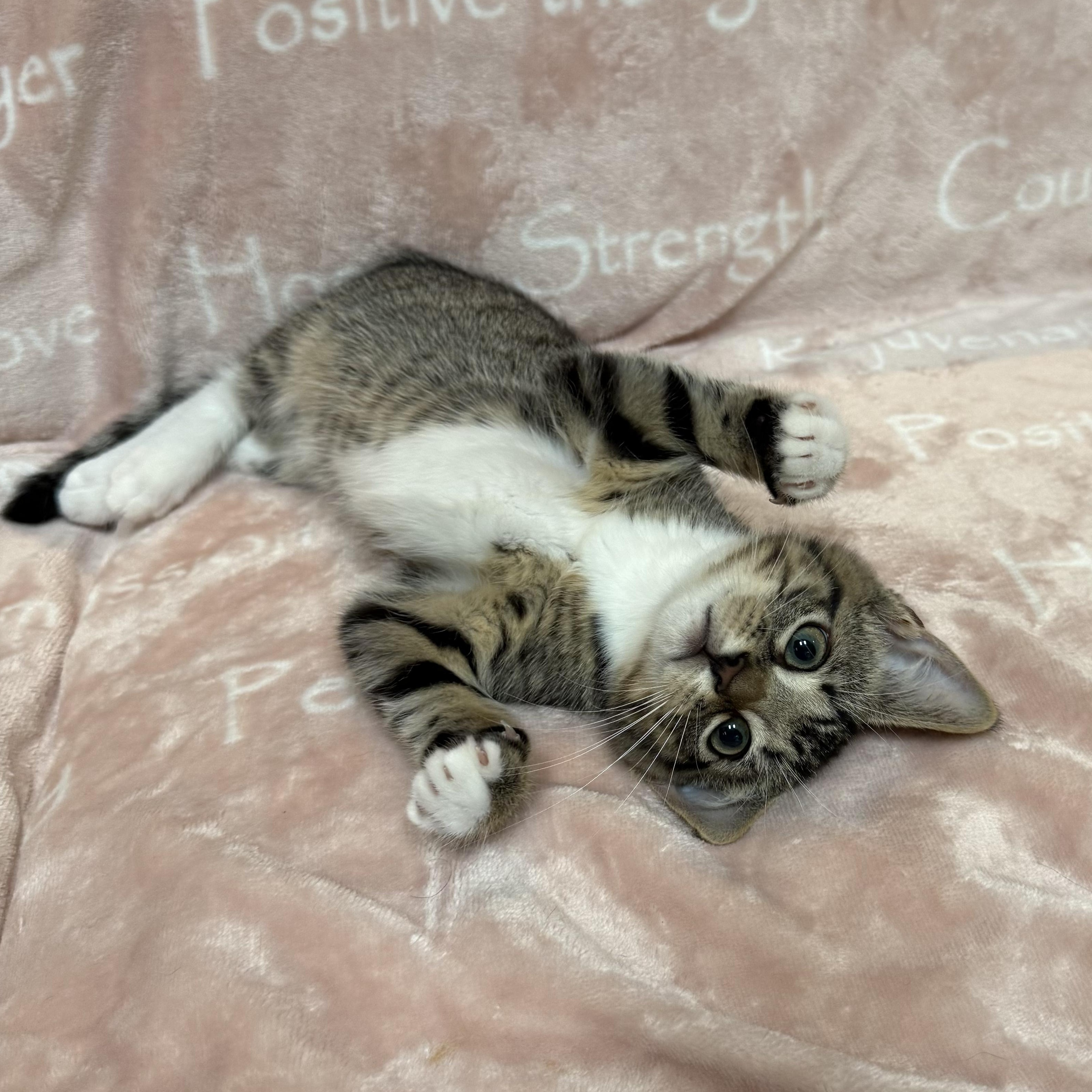 Enlarge TILLY, a Adopted Domestic Short Hair in East Greenwich, RI image 1/5