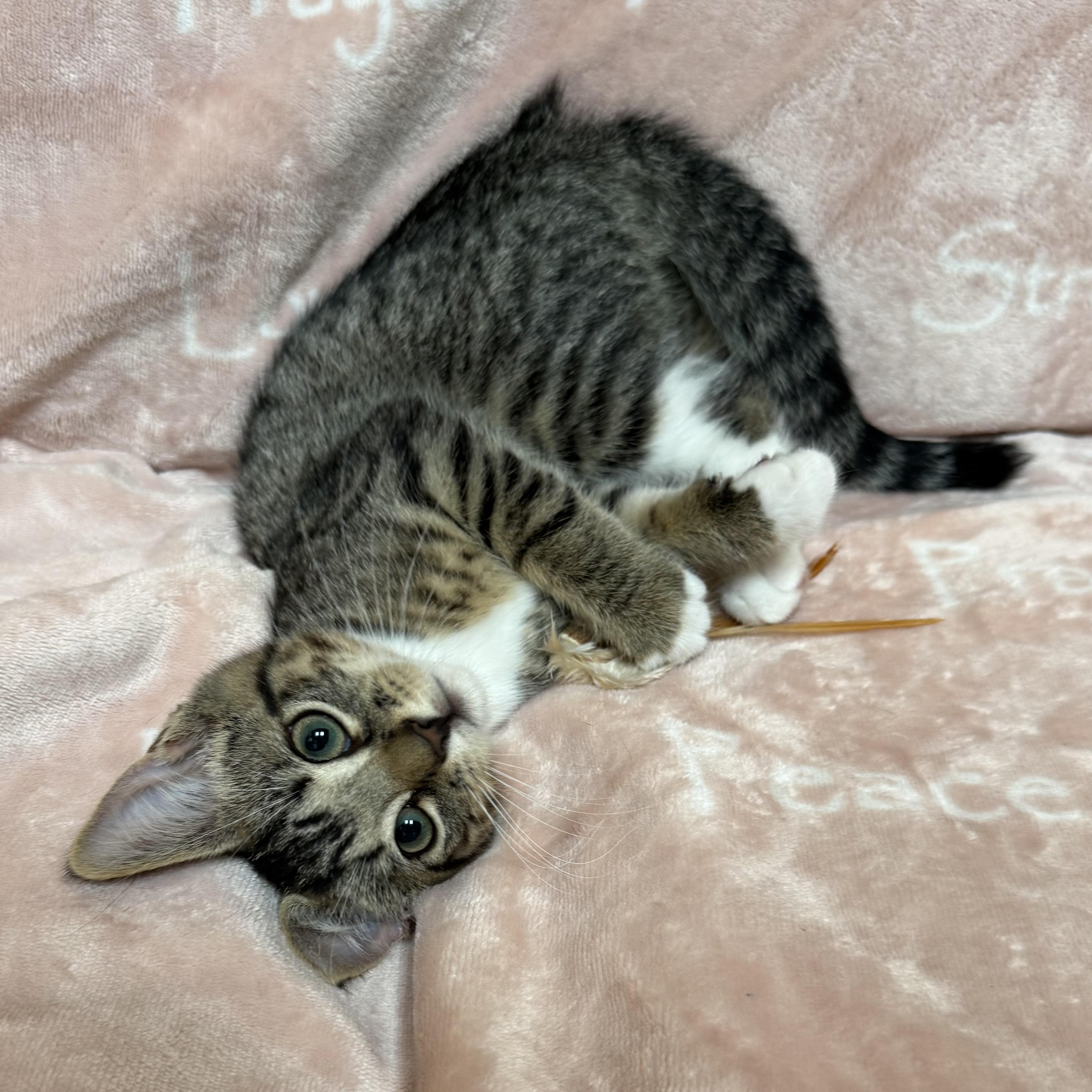 Enlarge TILLY, a Adopted Domestic Short Hair in East Greenwich, RI image 4/5