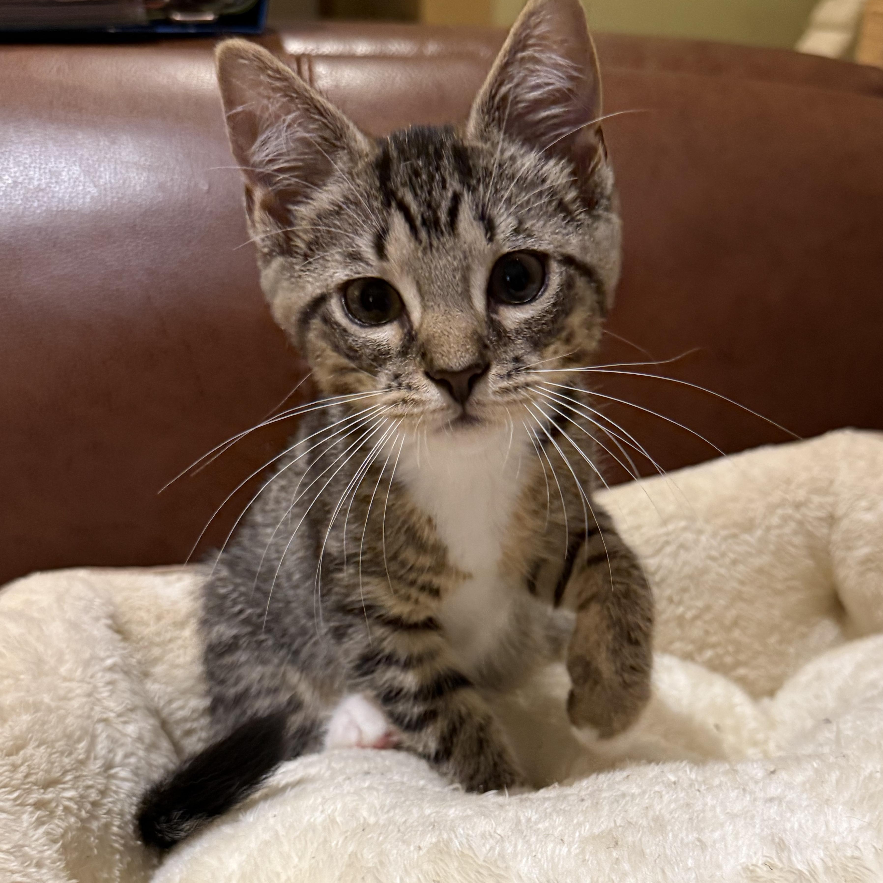 Enlarge TILLY, a Adopted Domestic Short Hair in East Greenwich, RI image 5/5