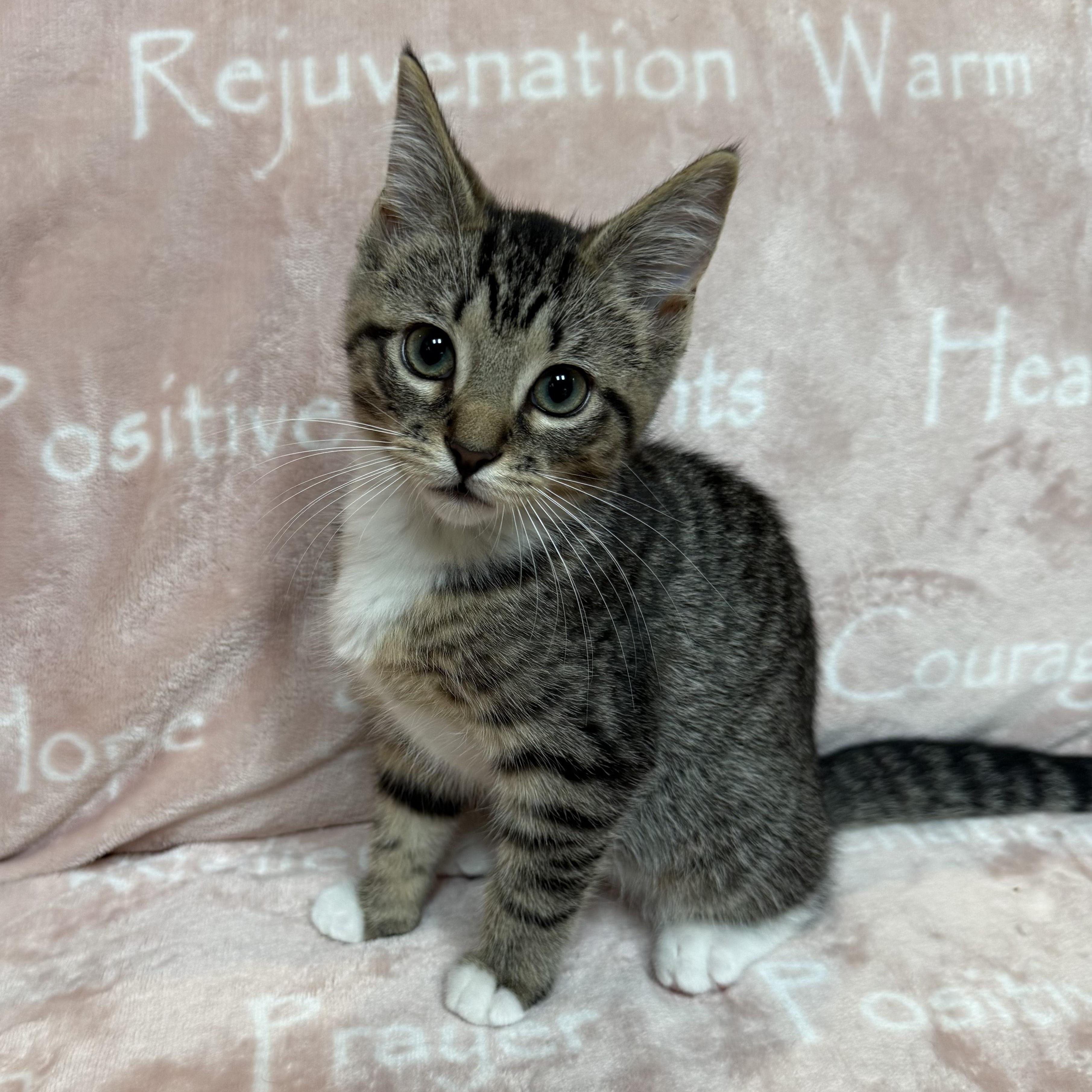 Enlarge TILLY, a Adopted Domestic Short Hair in East Greenwich, RI image 3/5