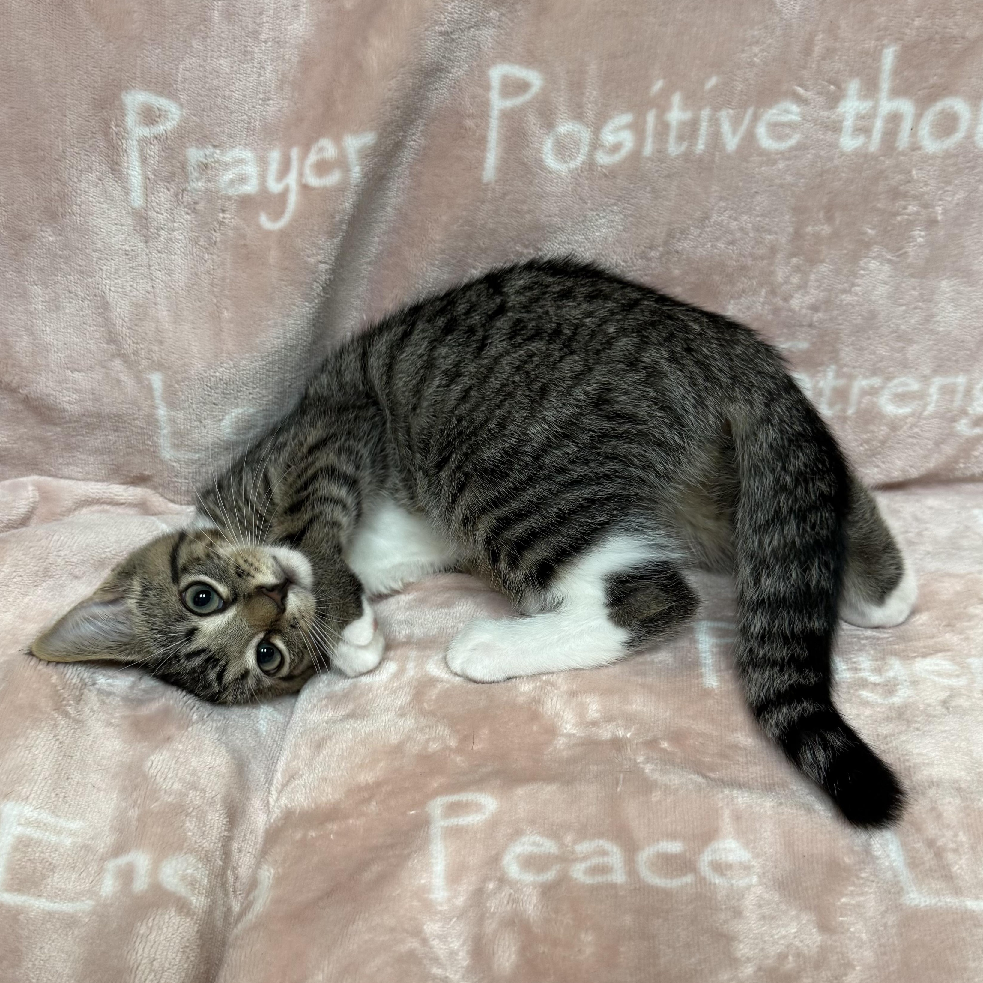 Enlarge TILLY, a Adopted Domestic Short Hair in East Greenwich, RI image 2/5