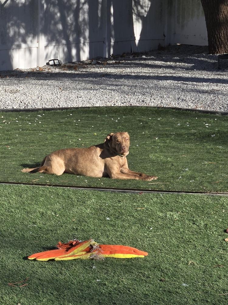 Dumplin, a Adoptable mixed breed in Norfolk, MA image 1/6