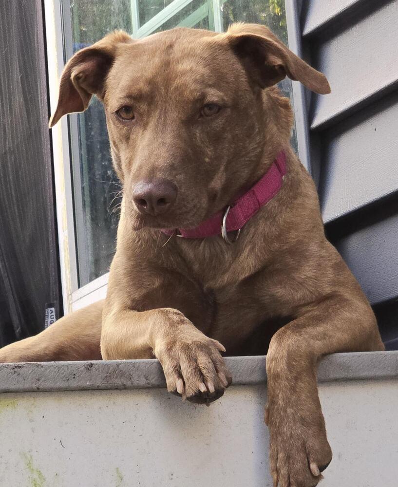 Dumplin, a Adoptable mixed breed in Norfolk, MA image 1/6