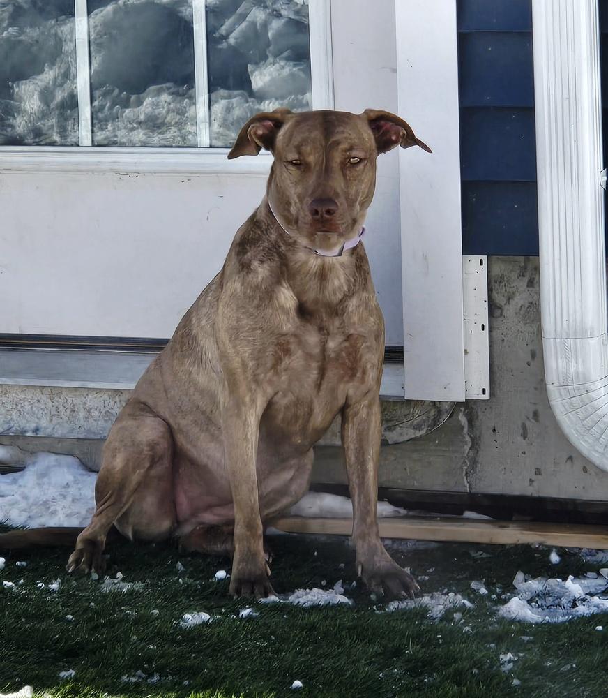 Dumplin, a Adoptable mixed breed in Norfolk, MA image 2/6