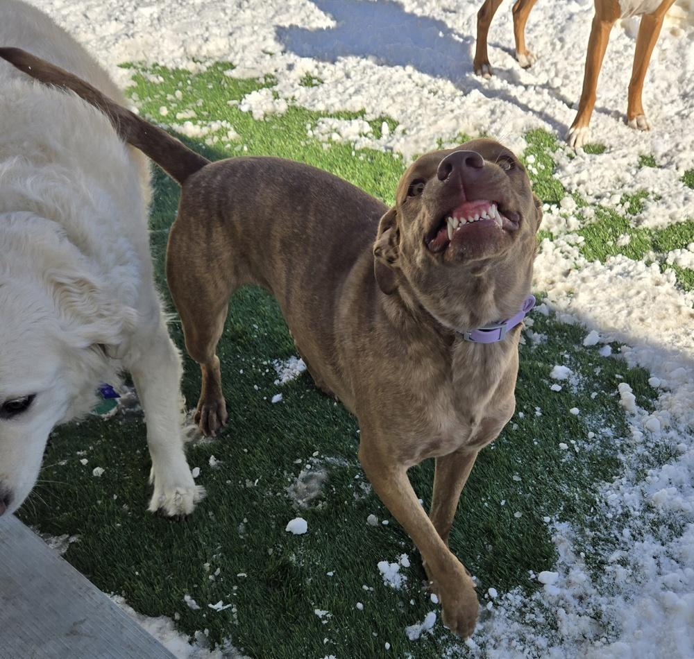 Dumplin, a Adoptable mixed breed in Norfolk, MA image 3/6