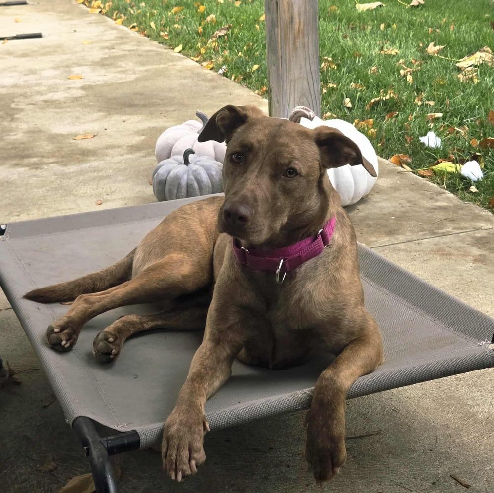 Dumplin, a Adoptable mixed breed in Norfolk, MA image 4/6