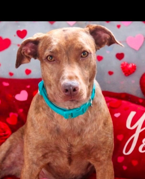 Dumplin, a Adoptable mixed breed in Norfolk, MA image 4/6