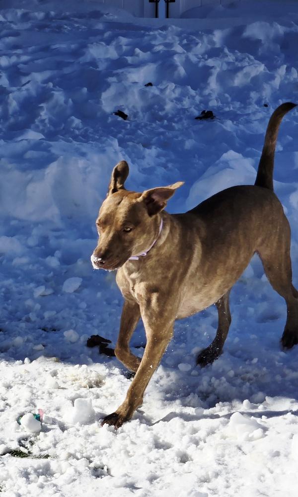 Dumplin, a Adoptable mixed breed in Norfolk, MA image 5/6
