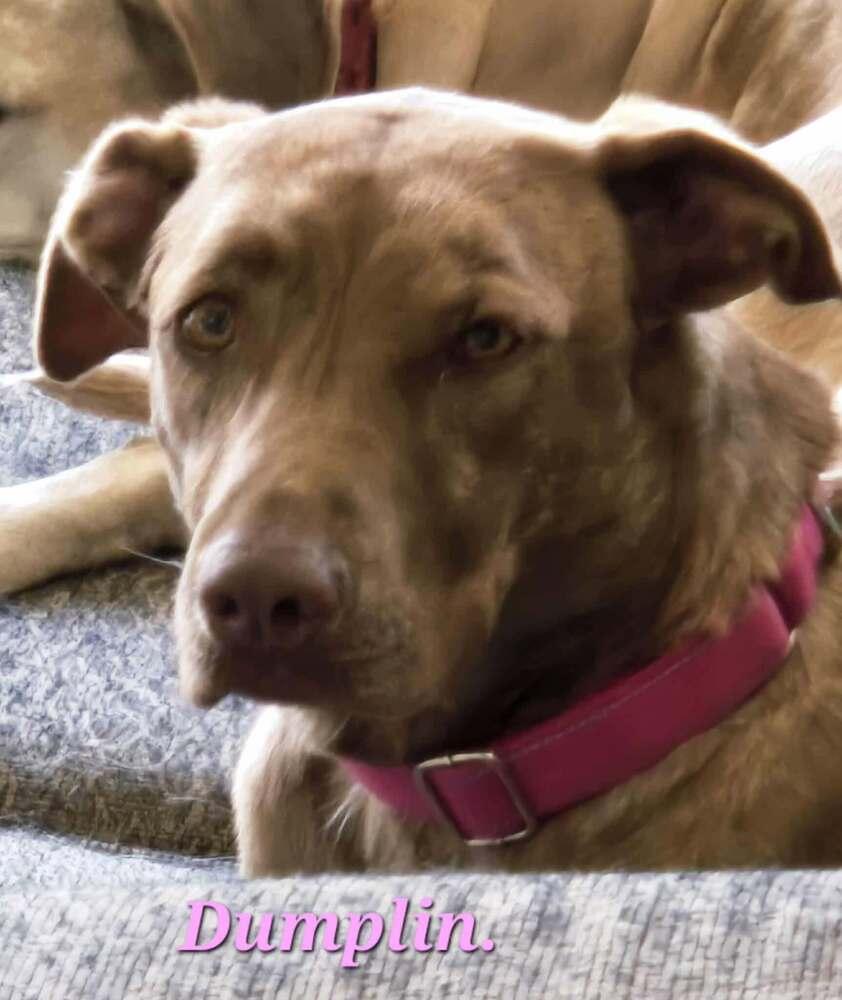 Dumplin, a Adoptable mixed breed in Norfolk, MA image 5/6