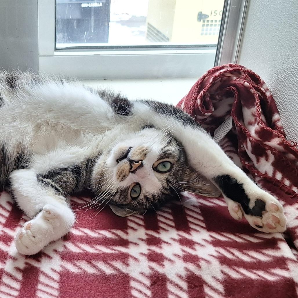 Lotso, Adoptable, Adult Male Domestic Short Hair.