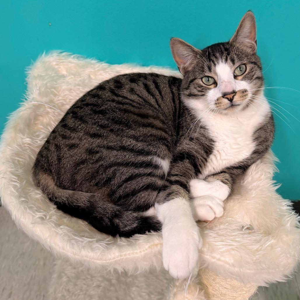 Enlarge Lotso, a Adoptable mixed breed in Binghamton, NY image 2/4