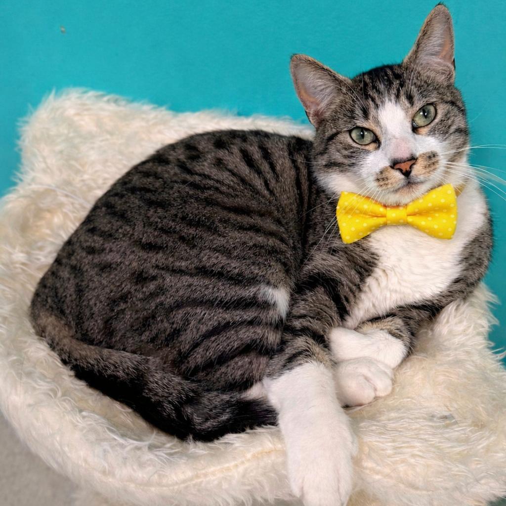 Enlarge Lotso, a Adoptable mixed breed in Binghamton, NY image 3/4