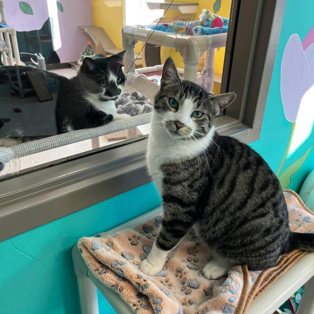 Enlarge Lotso, a Adoptable mixed breed in Binghamton, NY image 4/4