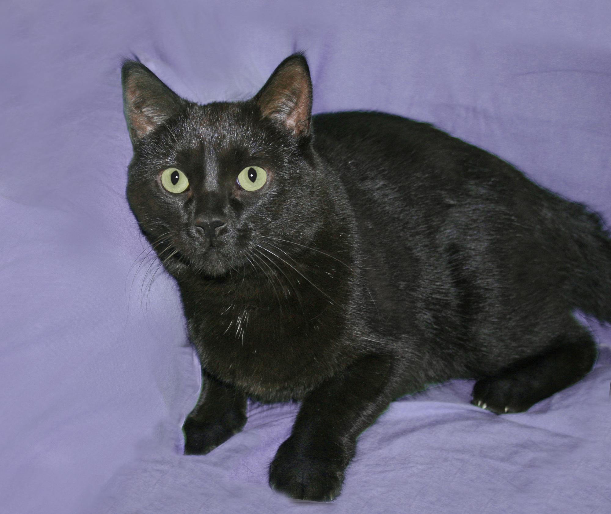 Wally, Adoptable, Adult Male Domestic Short Hair.