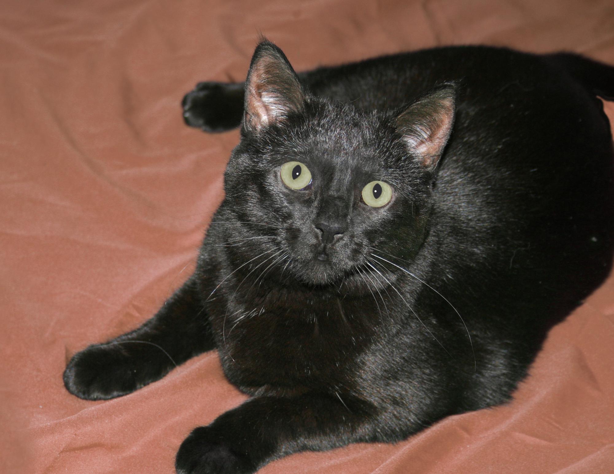 Wally, a Adoptable Domestic Short Hair in Victoria, MN image 2/4