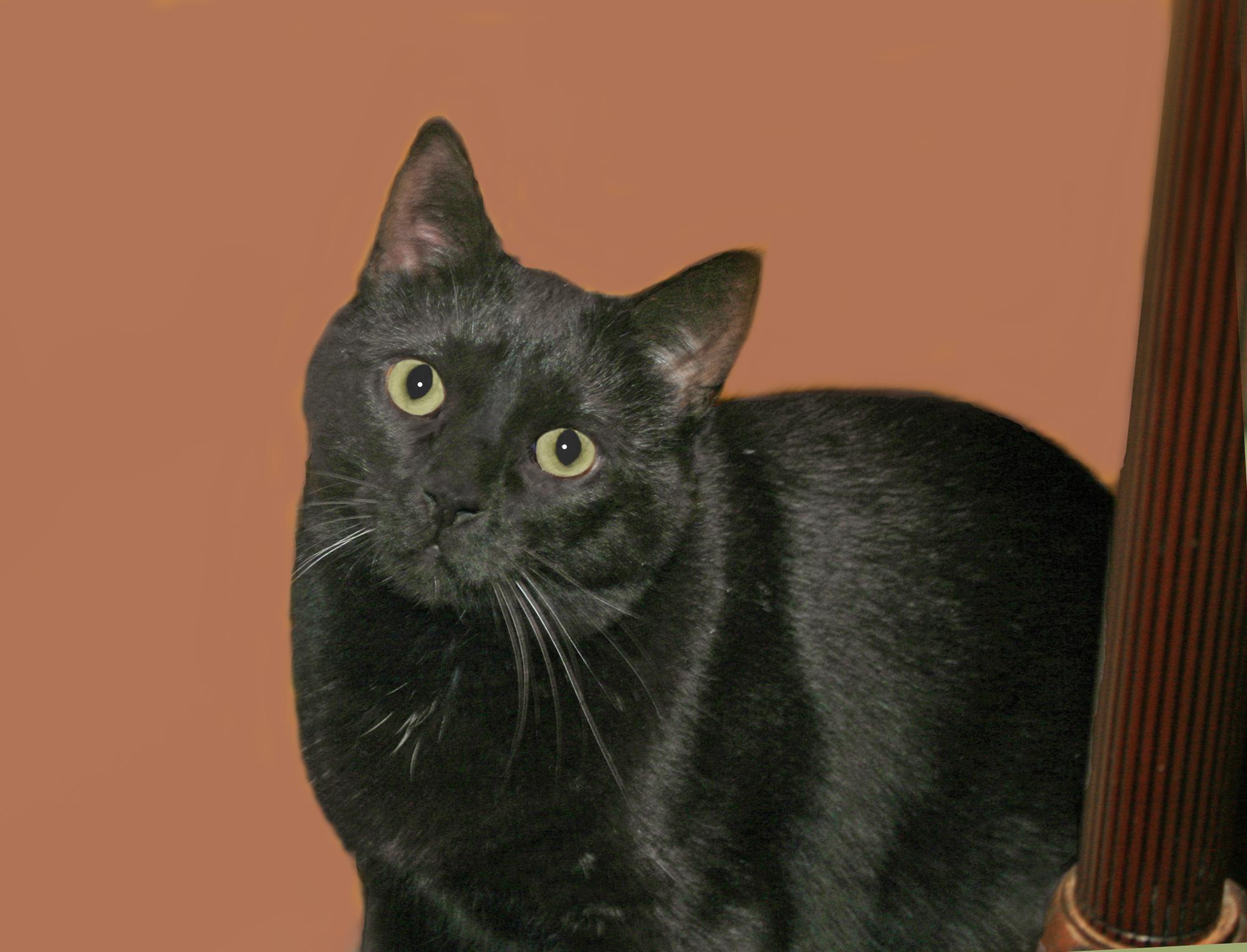 Wally, a Adoptable Domestic Short Hair in Victoria, MN image 3/4