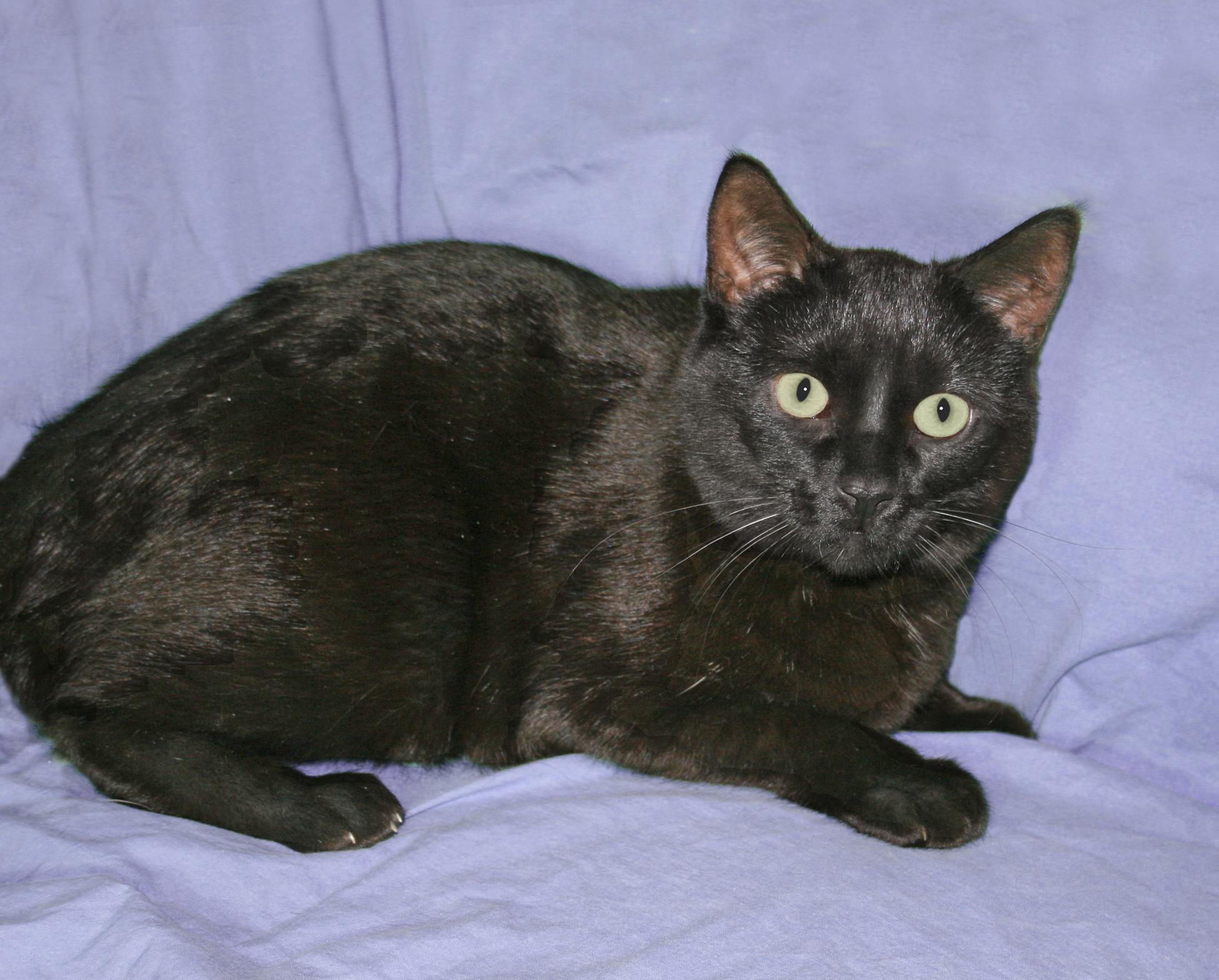 Wally, a Adoptable Domestic Short Hair in Victoria, MN image 4/4