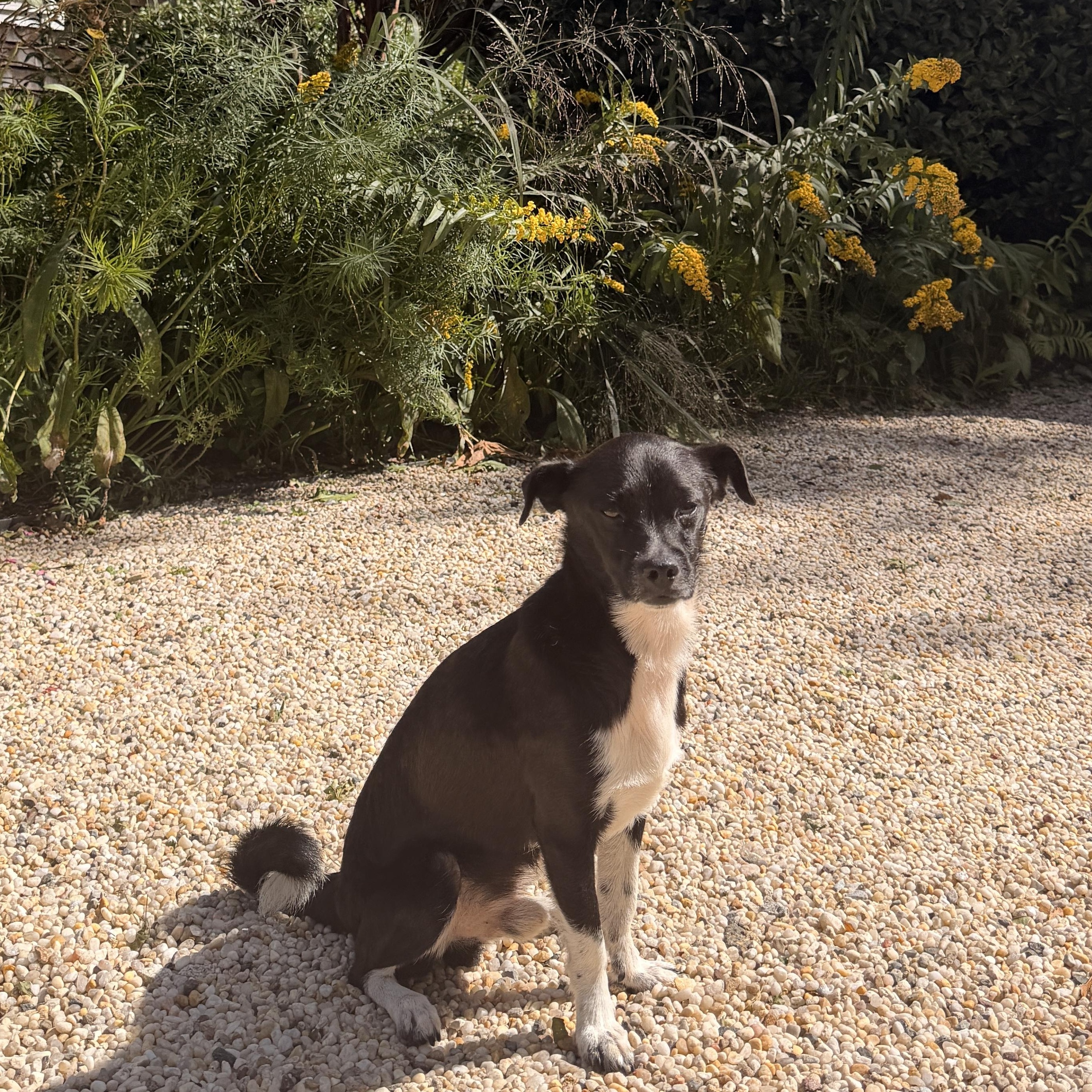 Enlarge Pinto, a Adoptable mixed breed in Brooklyn, NY image 3/6