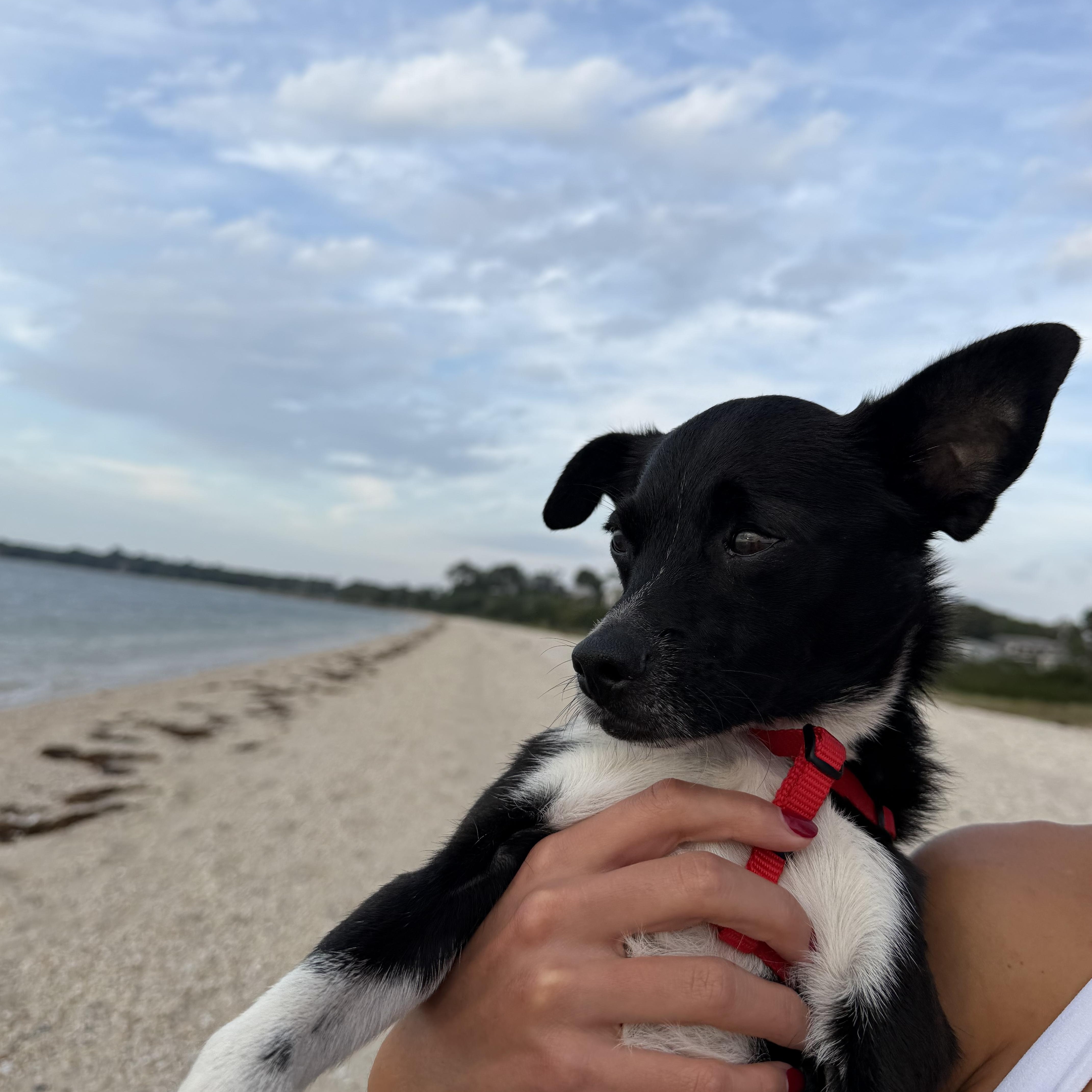 Enlarge Pinto, a Adoptable mixed breed in Brooklyn, NY image 2/6