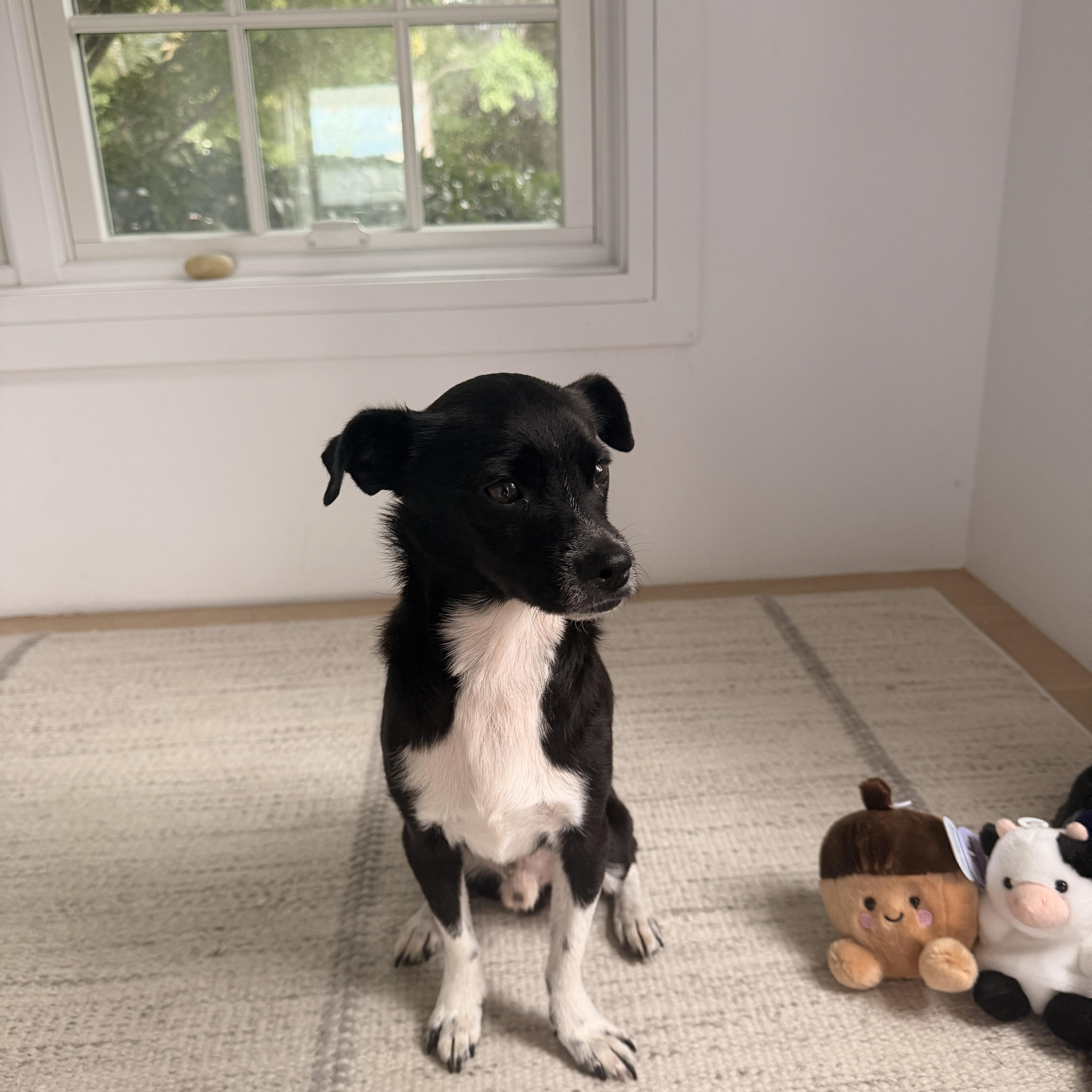Pinto, Adoptable, Adult Male Chihuahua & Pug.