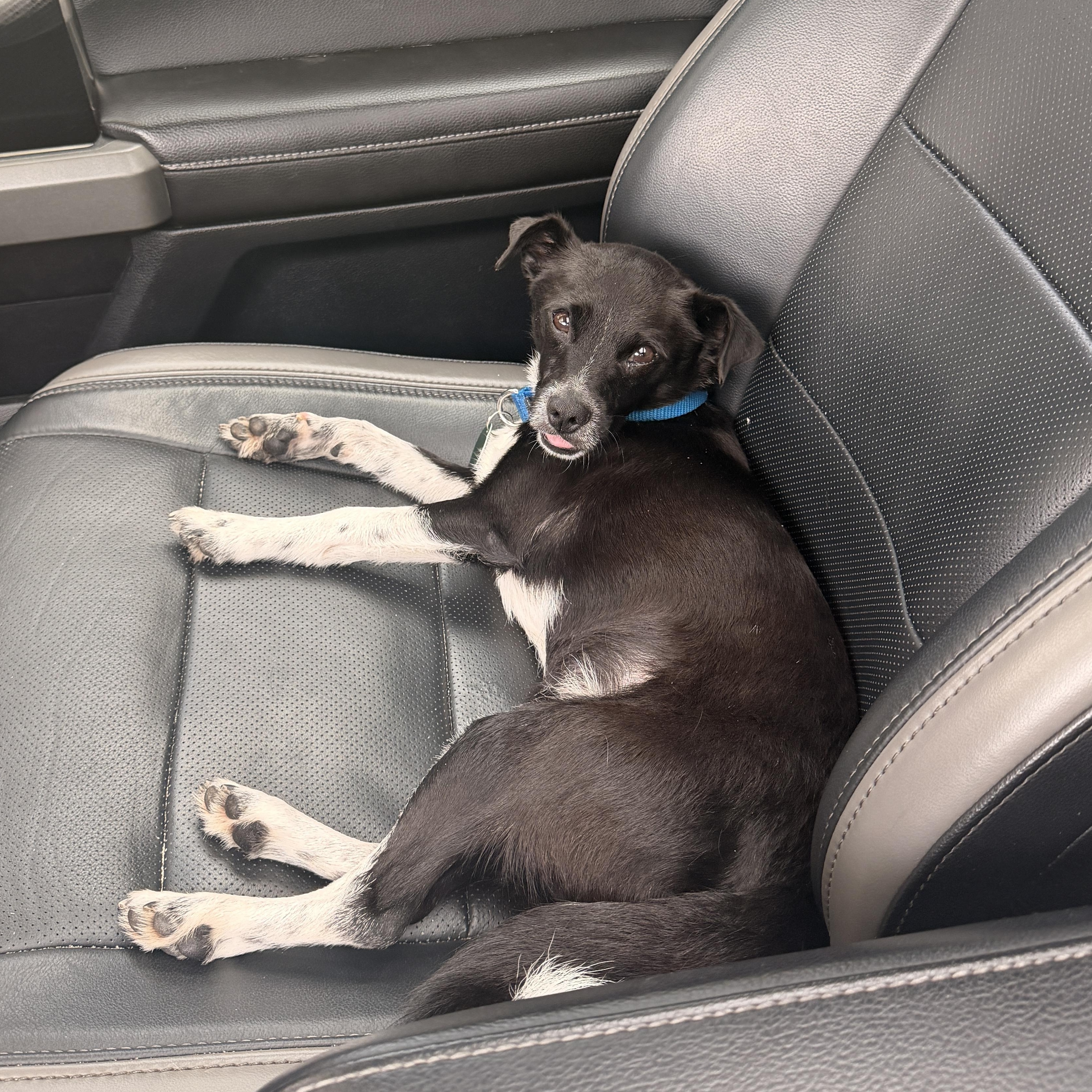 Enlarge Pinto, a Adoptable mixed breed in Brooklyn, NY image 5/6