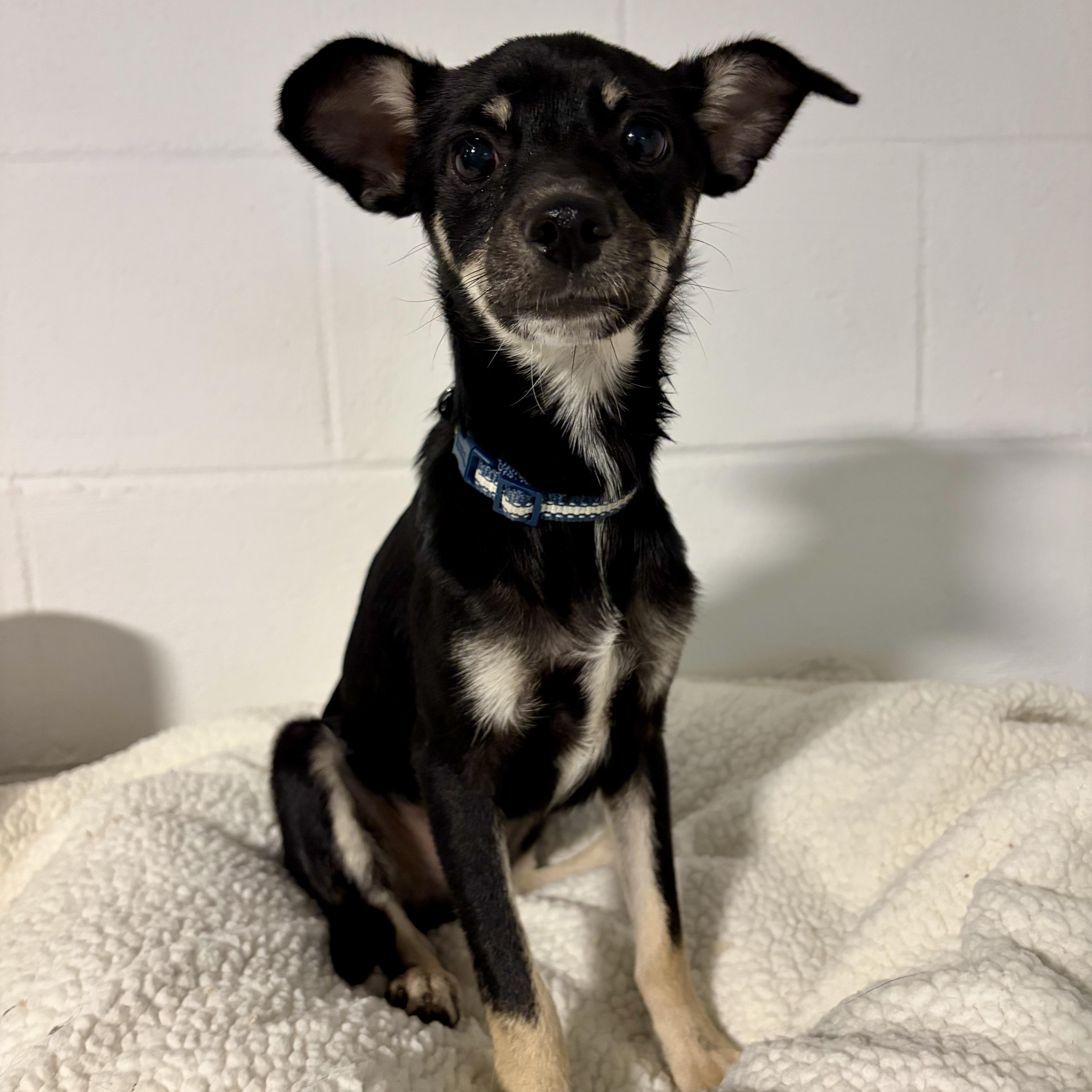 Pete, an adopted mixed breed in Murphysboro, IL image 5/5