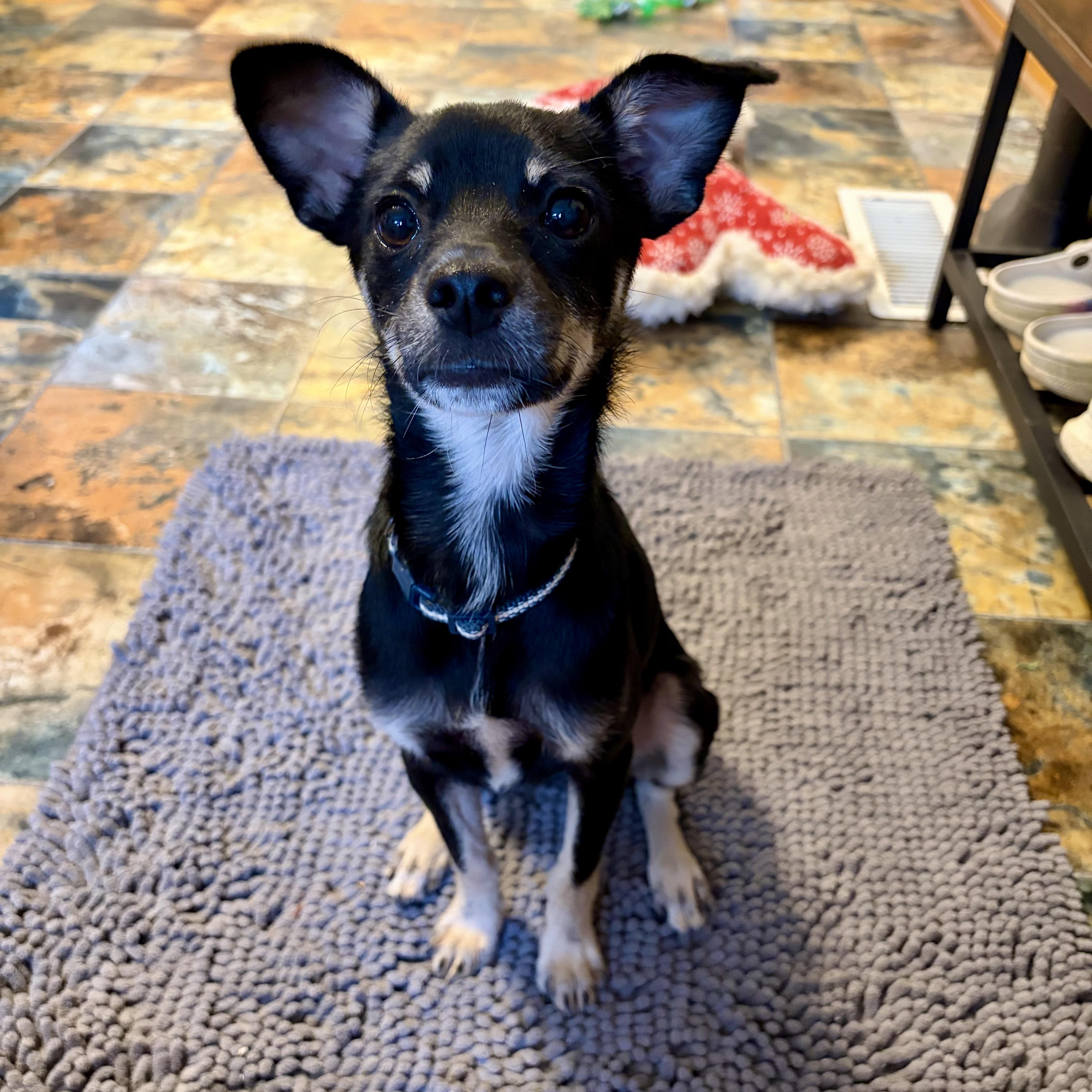 Pete, an adopted mixed breed in Murphysboro, IL image 2/5