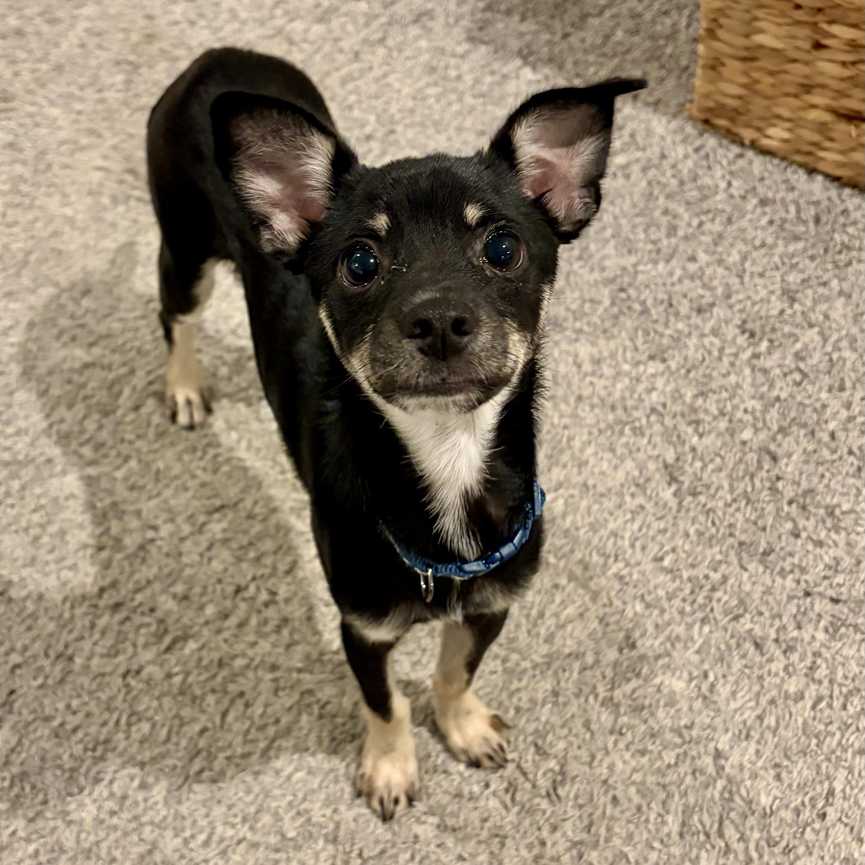 Pete, an adopted mixed breed in Murphysboro, IL image 4/5