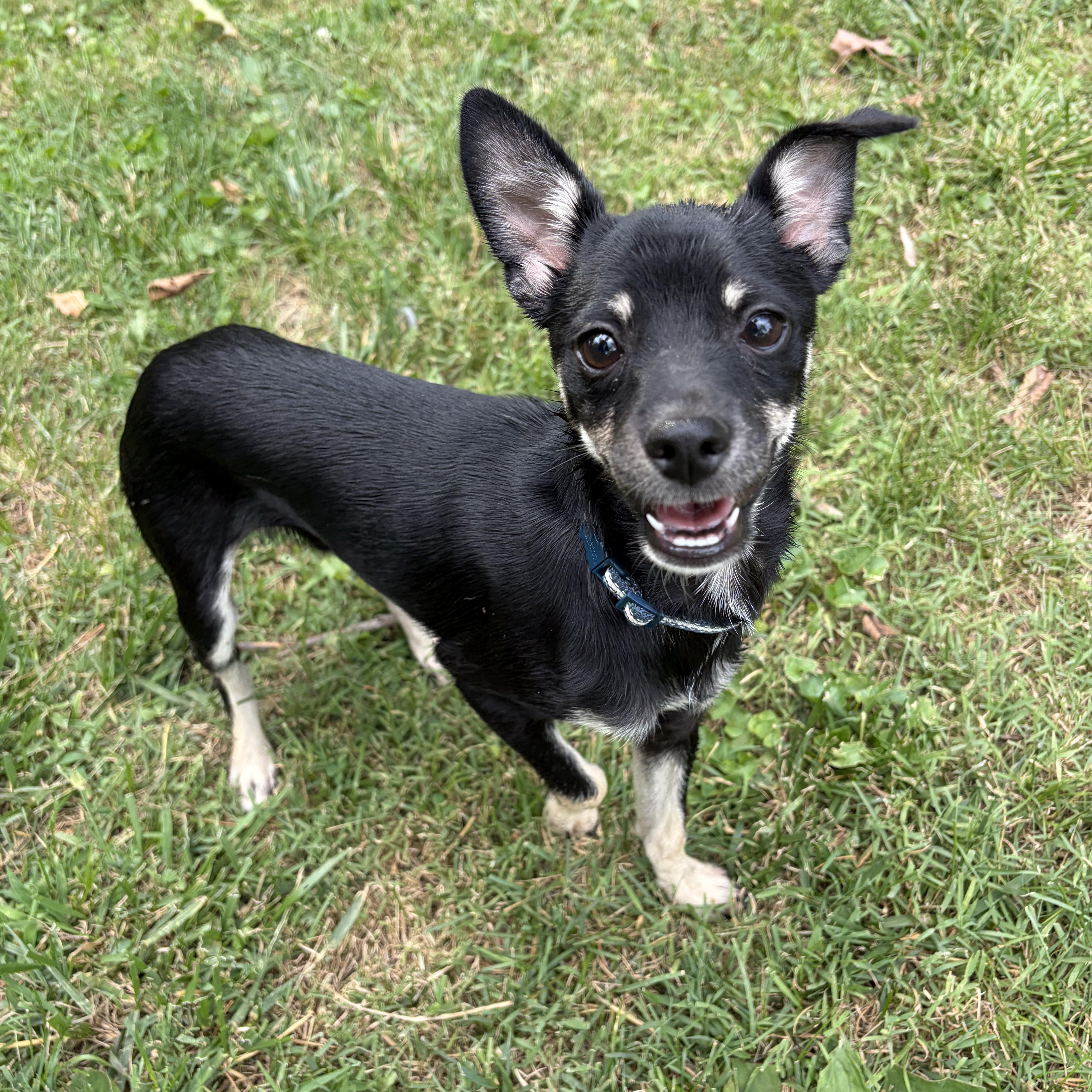 Pete, an adopted mixed breed in Murphysboro, IL image 3/5