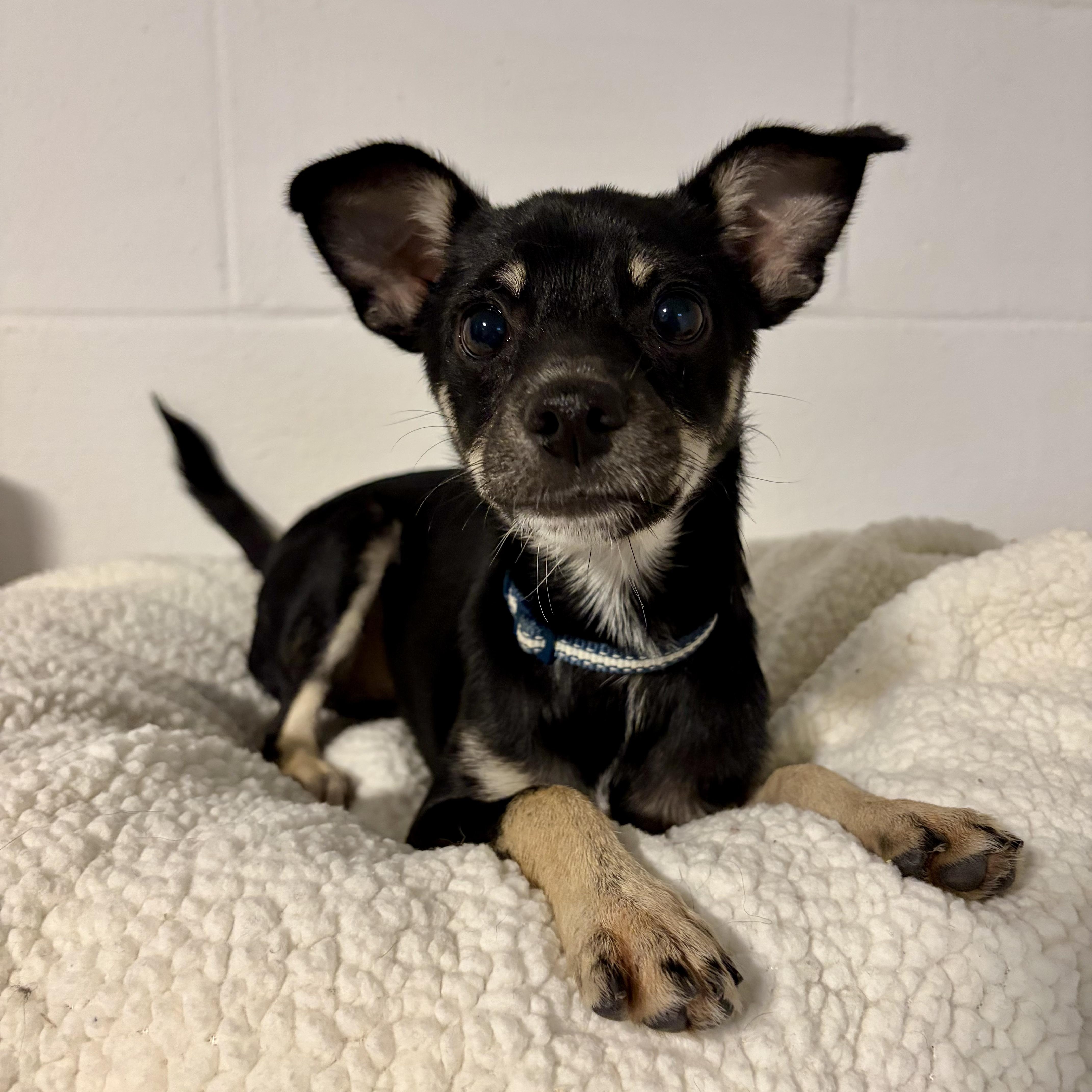 Pete, an adopted mixed breed in Murphysboro, IL image 1/5