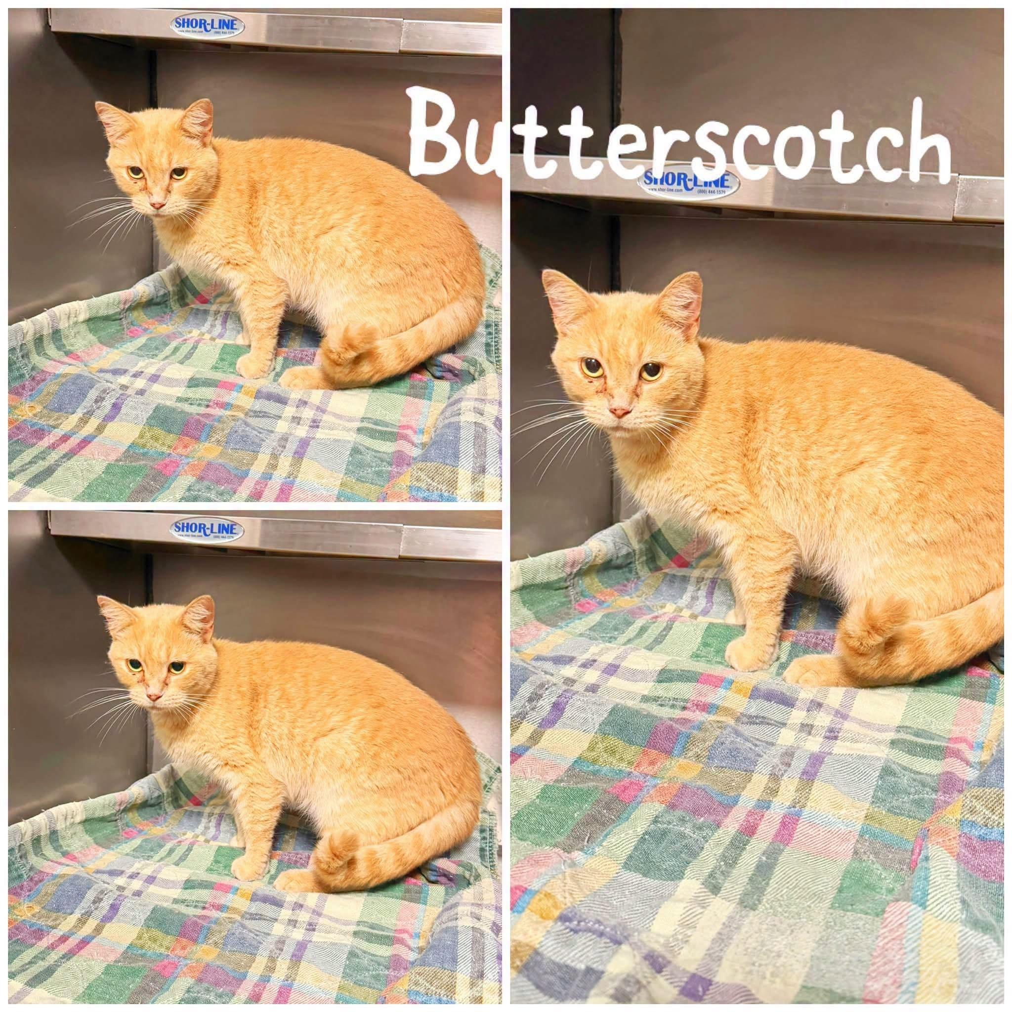 Enlarge Butterscotch, a Adopted Domestic Short Hair in Saint James, MO image 1/1