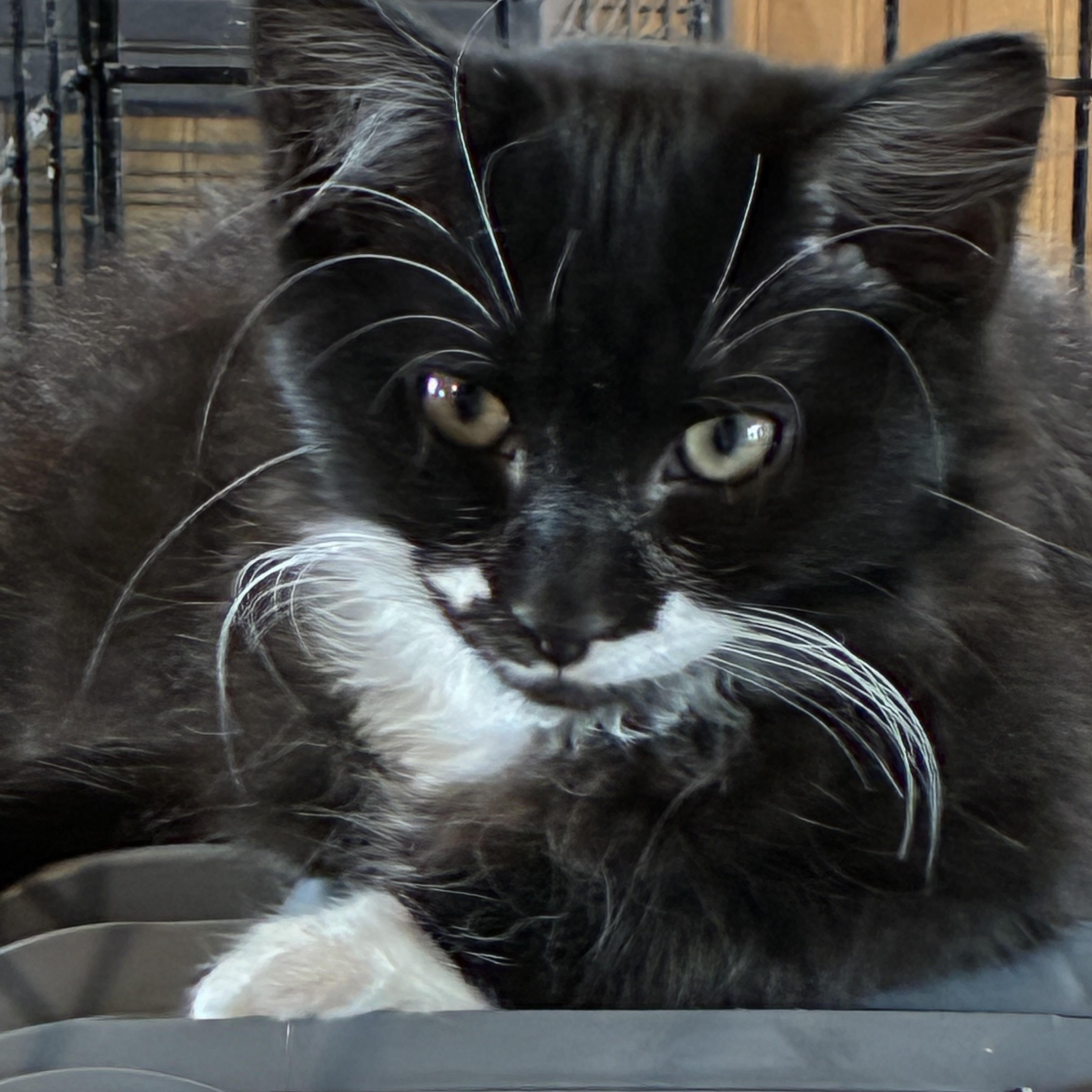 Enlarge Oreo, an adopted Domestic Long Hair in South Windsor, CT image 1/5