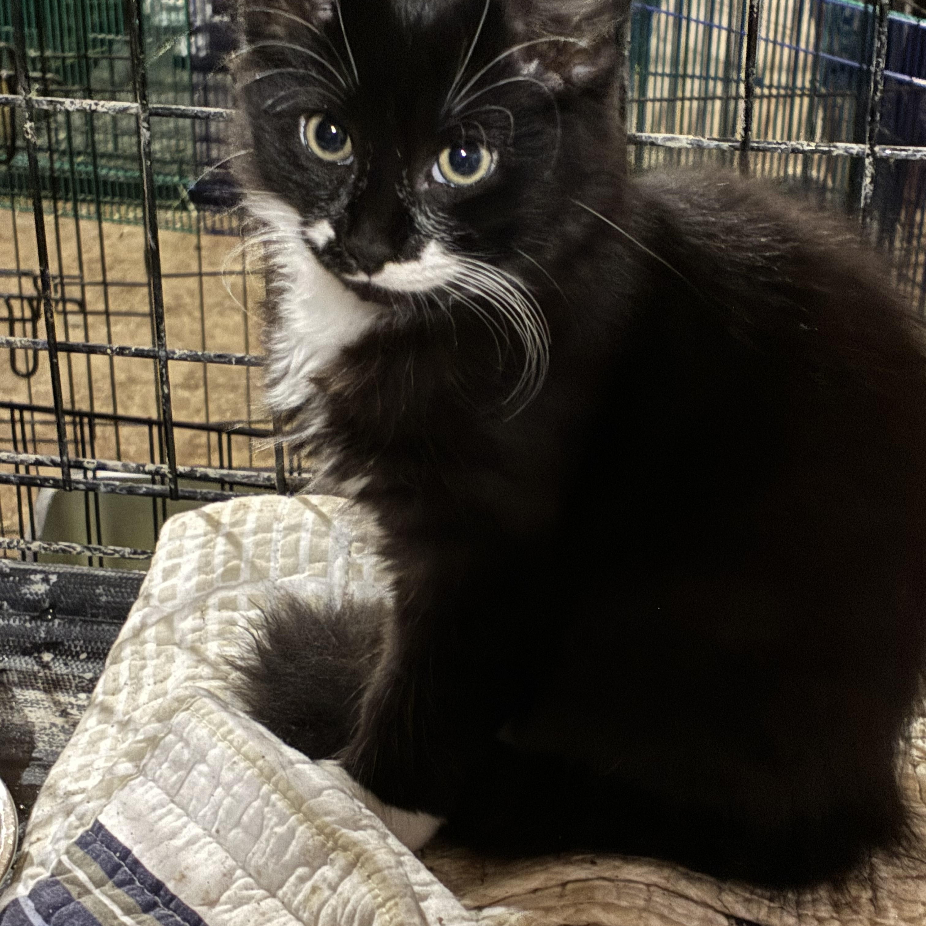 Enlarge Oreo, an adopted Domestic Long Hair in South Windsor, CT image 2/5