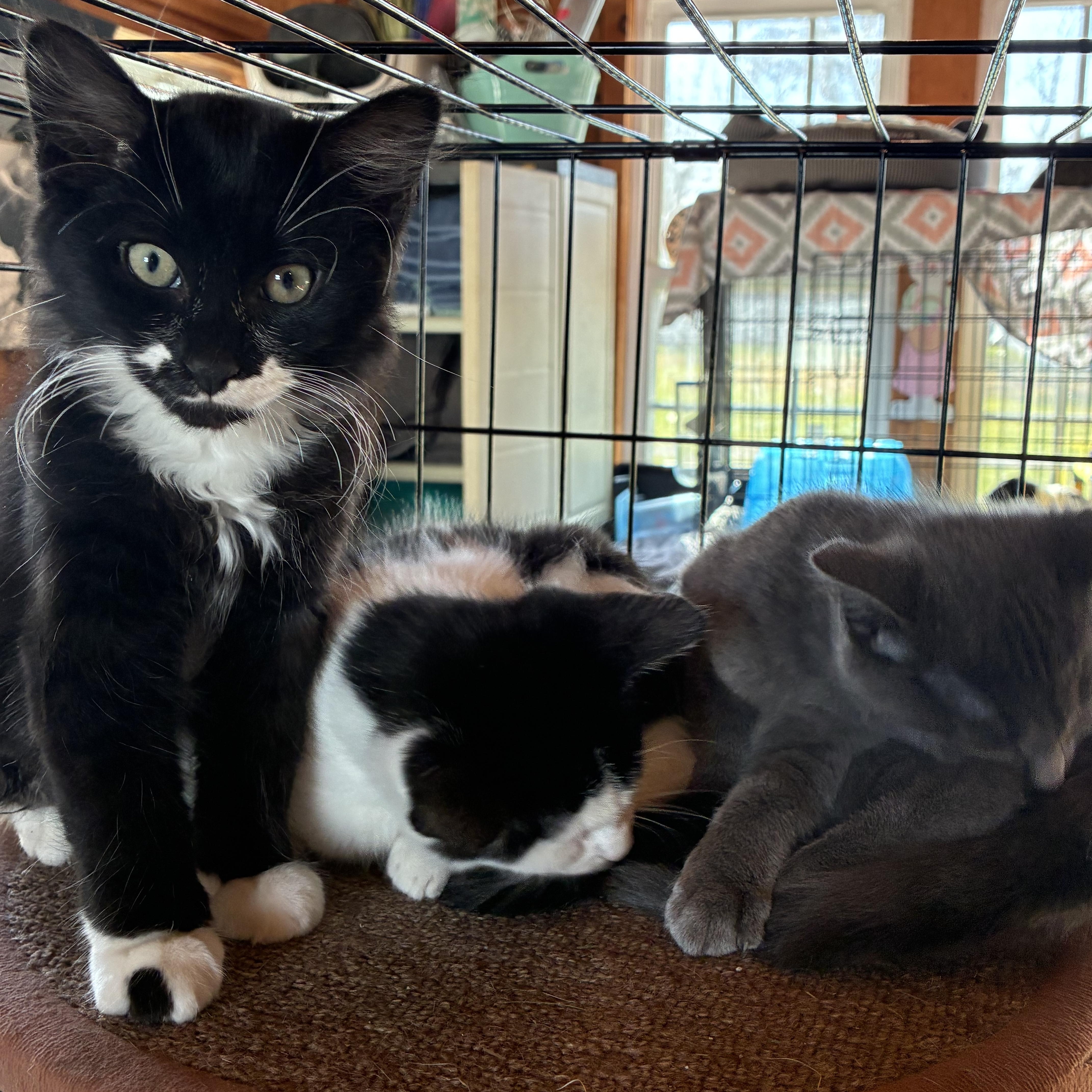 Enlarge Oreo, an adopted Domestic Long Hair in South Windsor, CT image 3/5