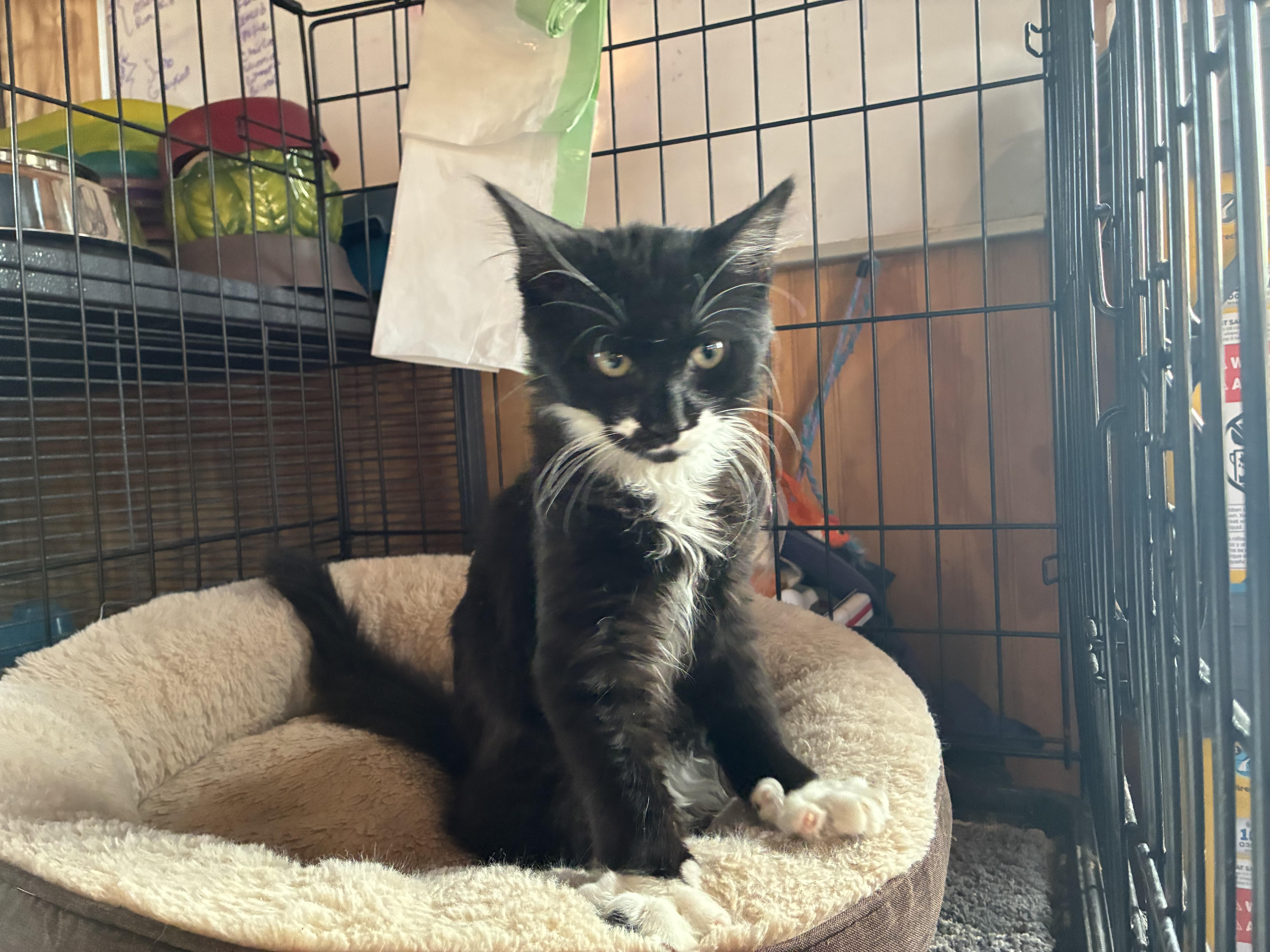 Enlarge Oreo, an adopted Domestic Long Hair in South Windsor, CT image 5/5
