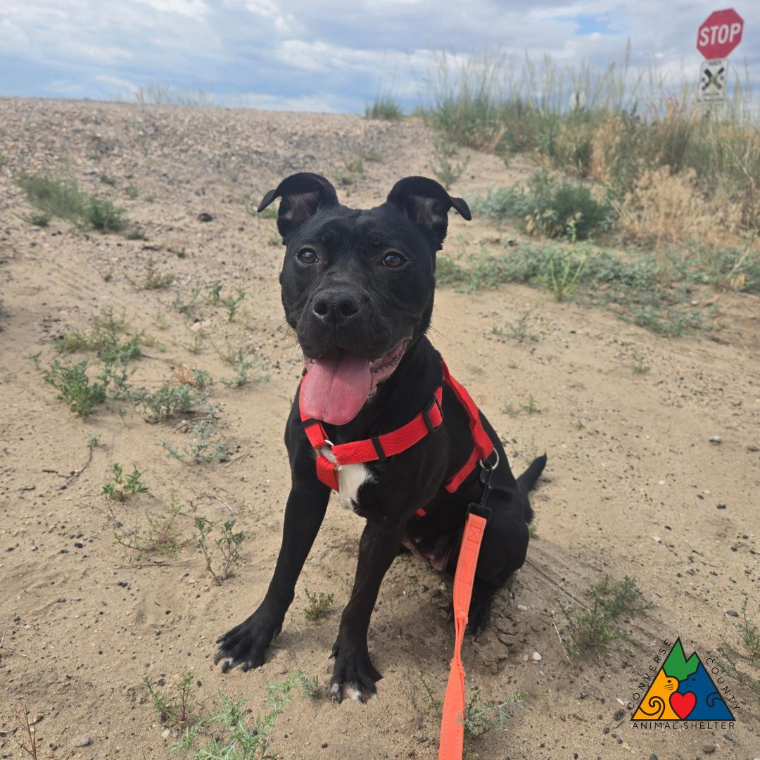 Amara, ADOPTABLE, Young Female American Staffordshire Terrier & Mixed Breed.
