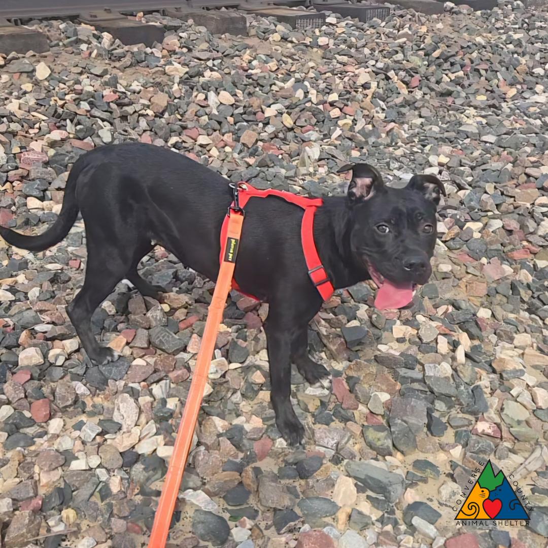 Enlarge Amara, a ADOPTABLE mixed breed in Douglas, WY image 2/4
