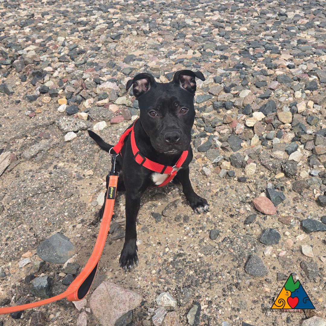 Enlarge Amara, a ADOPTABLE mixed breed in Douglas, WY image 4/4