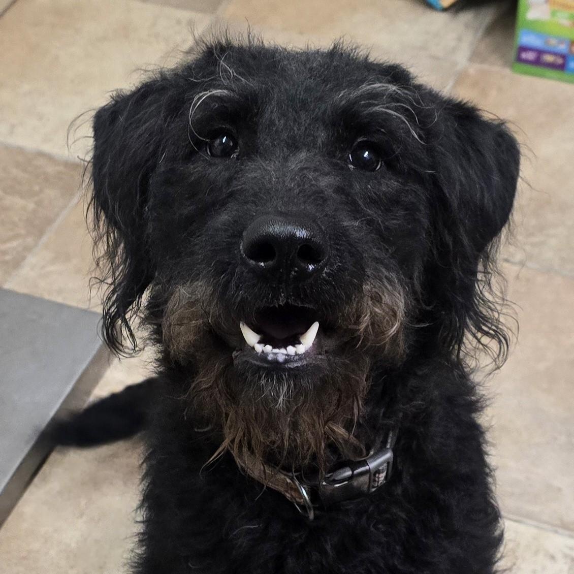 Dizzy, adopted, Young Male German Wirehaired Pointer & Poodle.