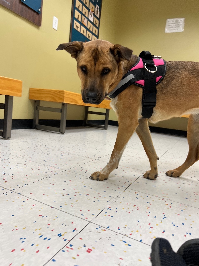 Lillibeth, a Adoptable mixed breed in Mojave, CA image 1/4