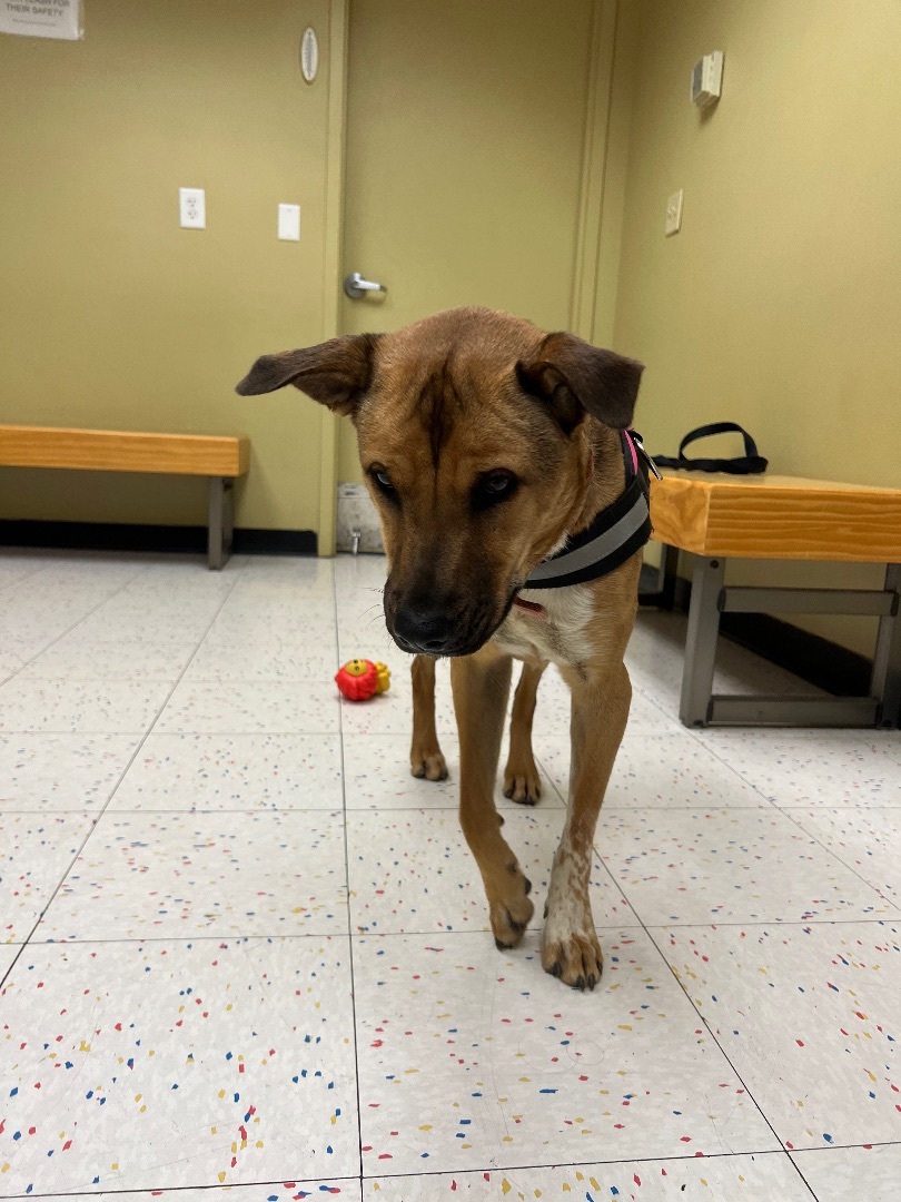 Lillibeth, a Adoptable mixed breed in Mojave, CA image 2/4