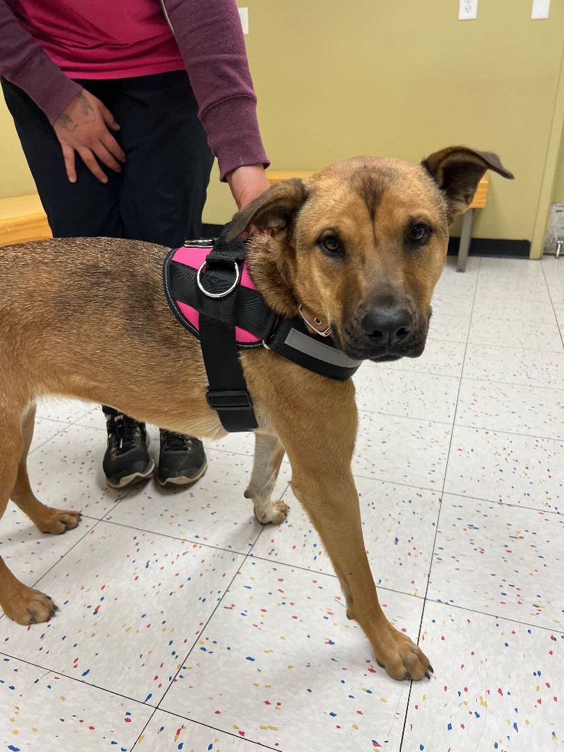 Lillibeth, a Adoptable mixed breed in Mojave, CA image 3/4