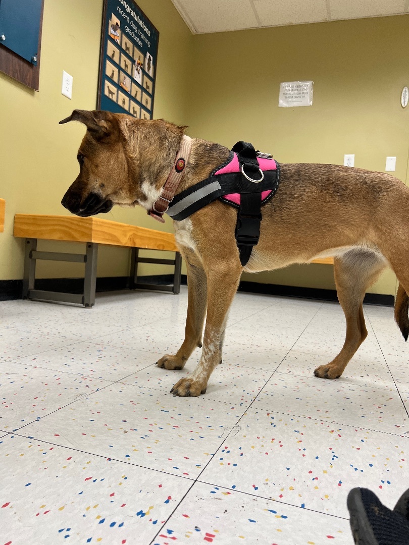 Lillibeth, a Adoptable mixed breed in Mojave, CA image 4/4