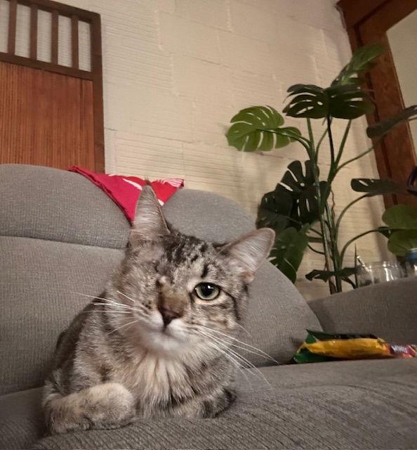 Enlarge Hanna C4600, a Adoptable Domestic Short Hair in minneapolis, MN image 1/3