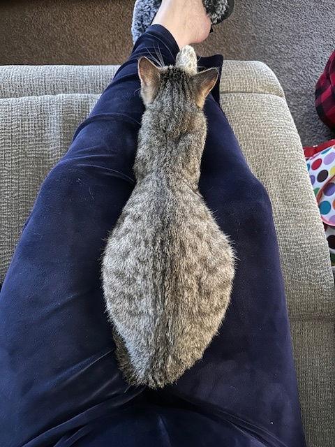 Enlarge Hanna C4600, a Adoptable Domestic Short Hair in minneapolis, MN image 3/3