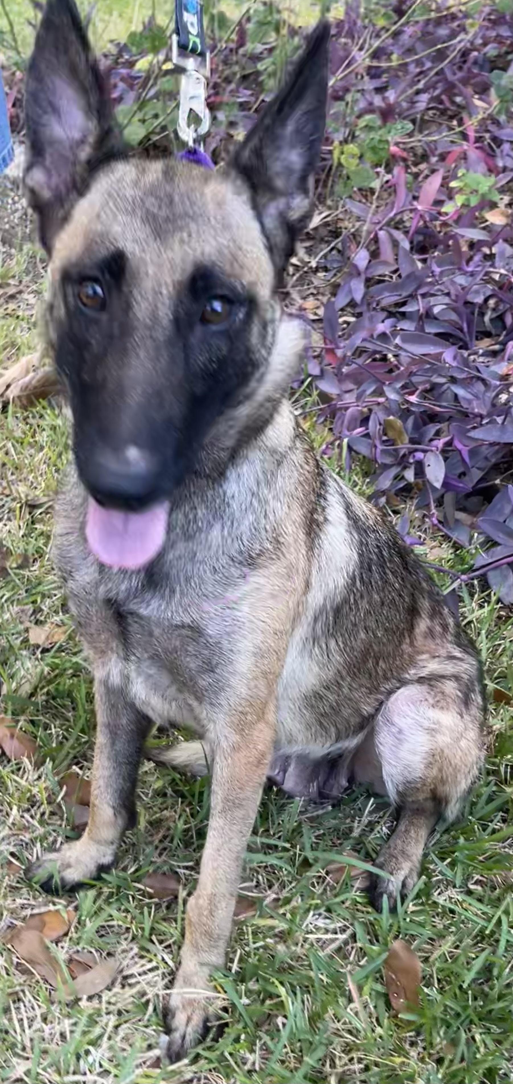 Godiva mom to Chip and Snickers, a Adoptable Belgian Shepherd / Malinois in Bellaire, TX image 2/6