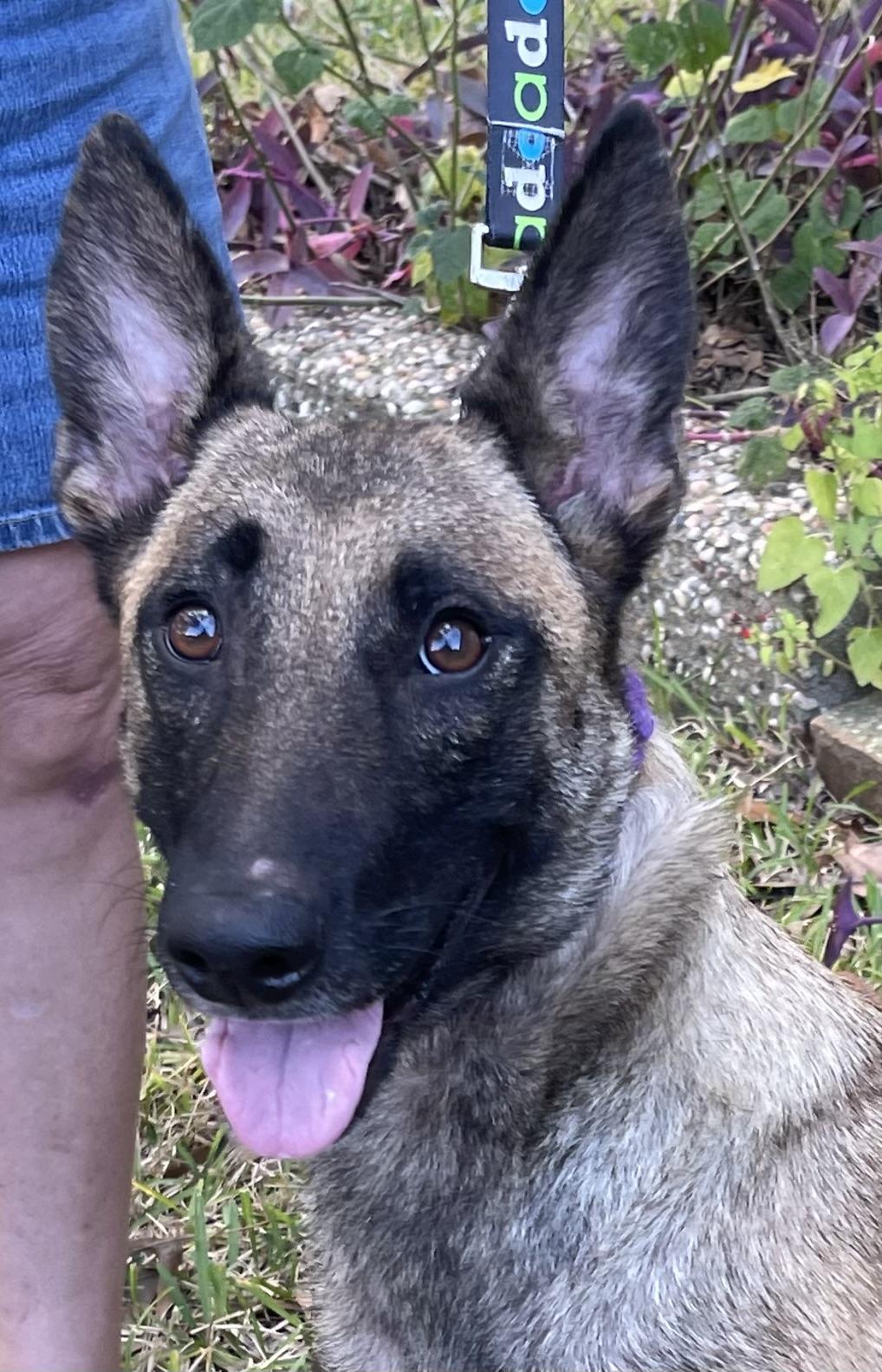 Godiva mom to Chip and Snickers, Adoptable, Adult Female Belgian Shepherd / Malinois.