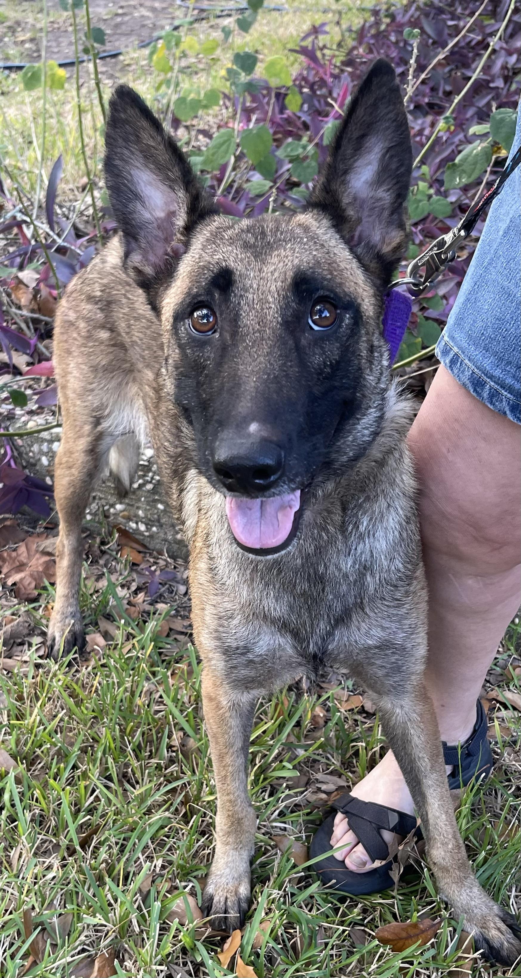 Godiva mom to Chip and Snickers, a Adoptable Belgian Shepherd / Malinois in Bellaire, TX image 6/6