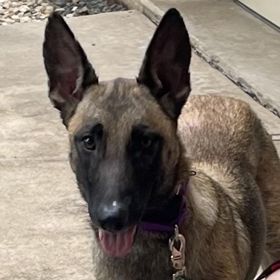 Godiva mom to Chip and Snickers, Adoptable, Adult Female Belgian Shepherd / Malinois.